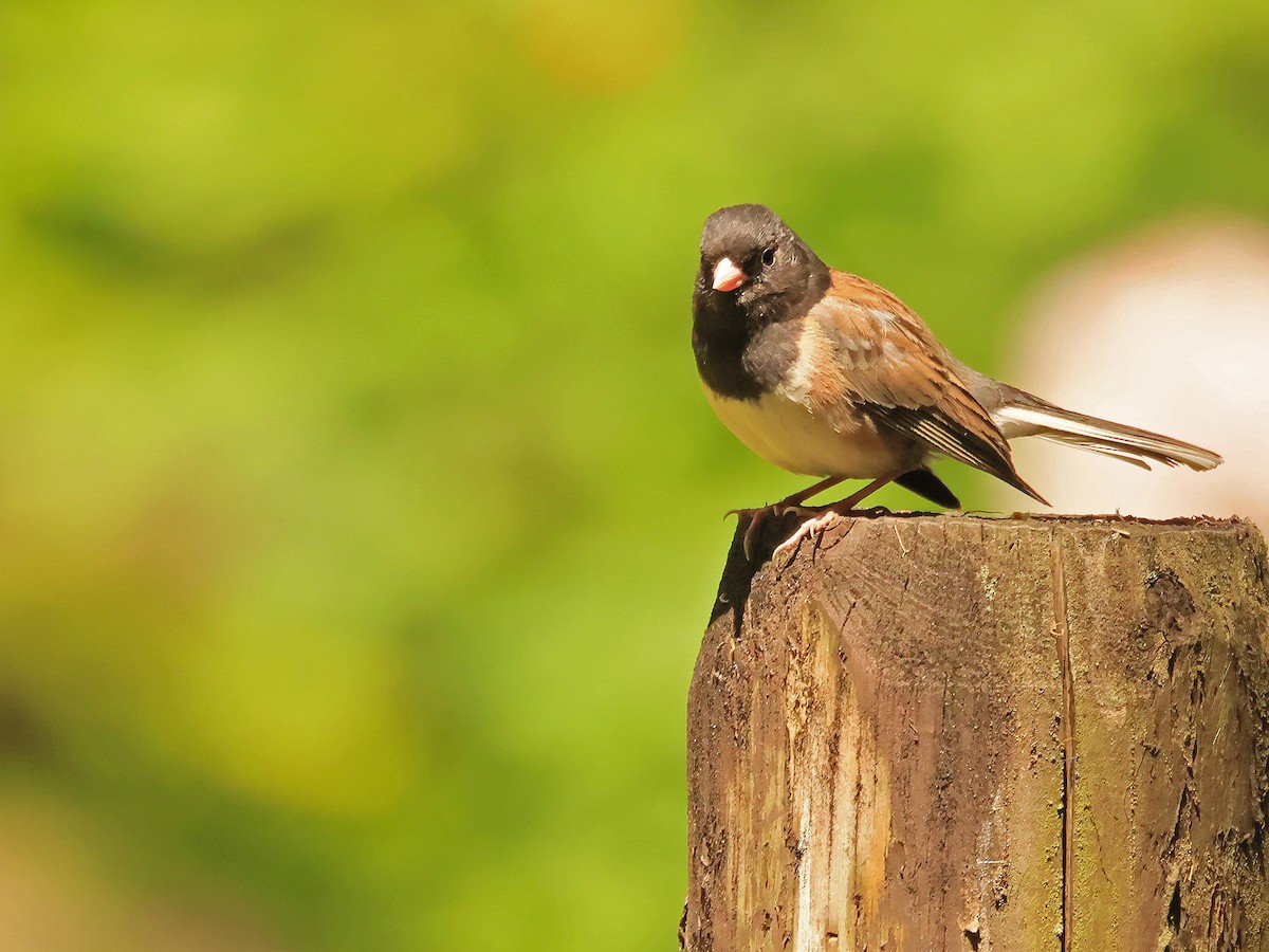 Dark-eyed Junco (Oregon) - ML637389000