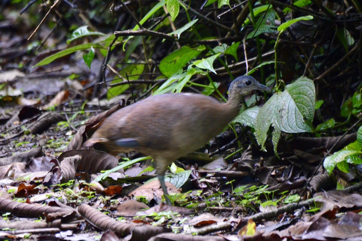 Great Tinamou - ML637389058