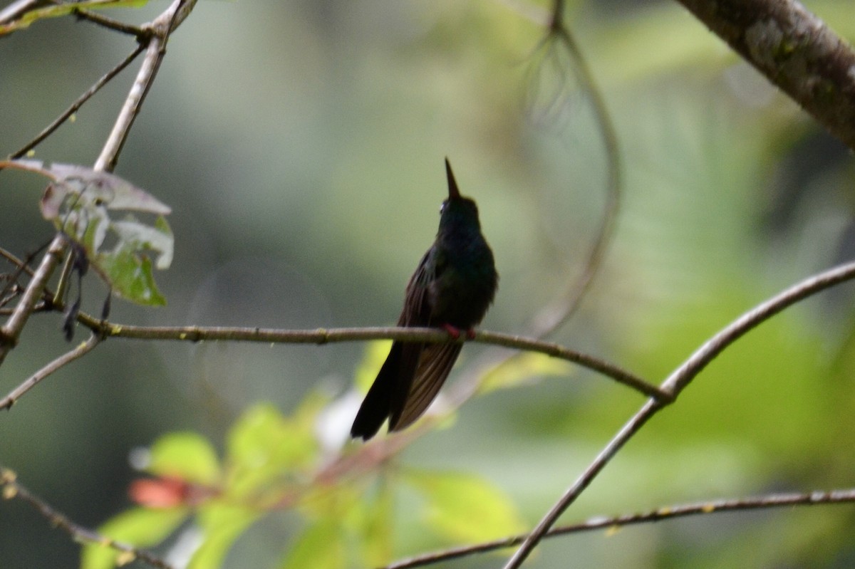 Bronze-tailed Plumeleteer - ML637389071