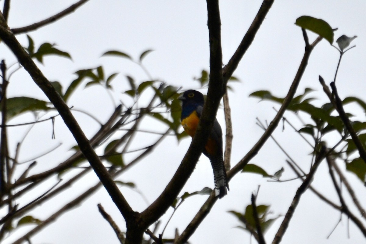 Gartered Violaceous Trogon - ML637389075