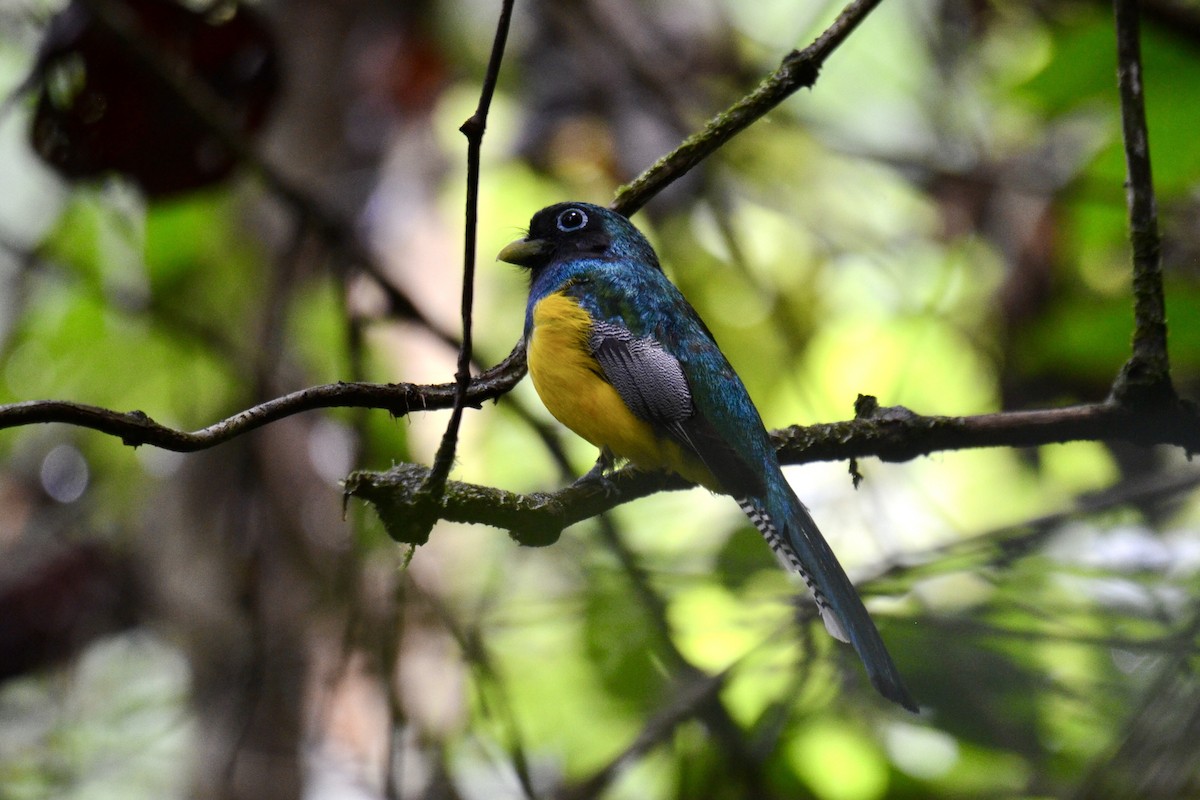 Graceful Black-throated Trogon - ML637389078