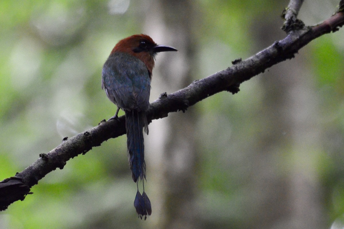 Broad-billed Motmot - ML637389085