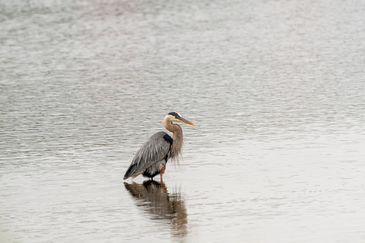 Great Blue Heron - ML637389087