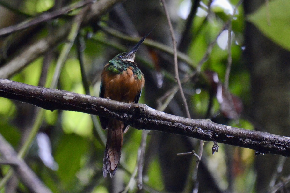 Rufous-tailed Jacamar - ML637389093