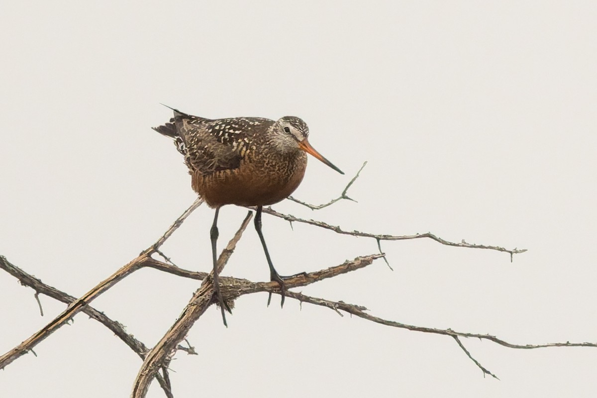 Hudsonian Godwit - ML637389097