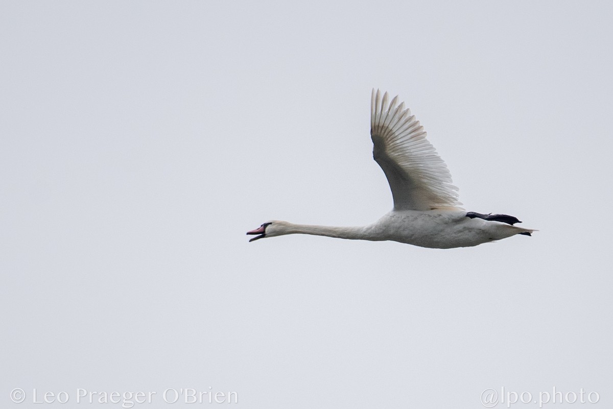 Mute Swan - ML637389101