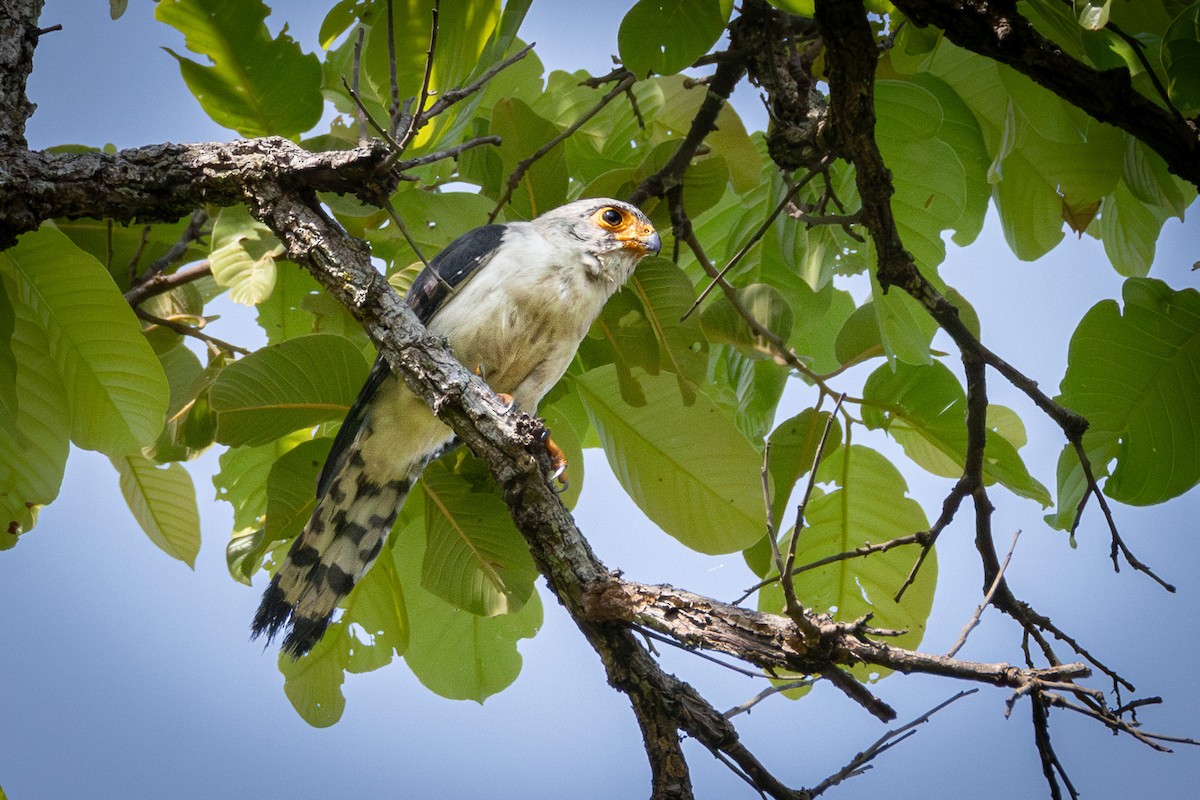 White-rumped Falcon - ML637389105