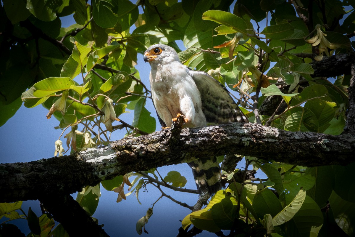 White-rumped Falcon - ML637389106