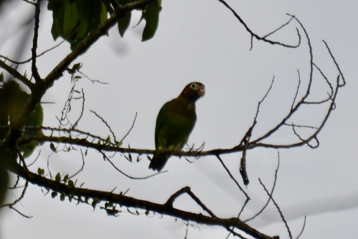 Brown-hooded Parrot - ML637389115