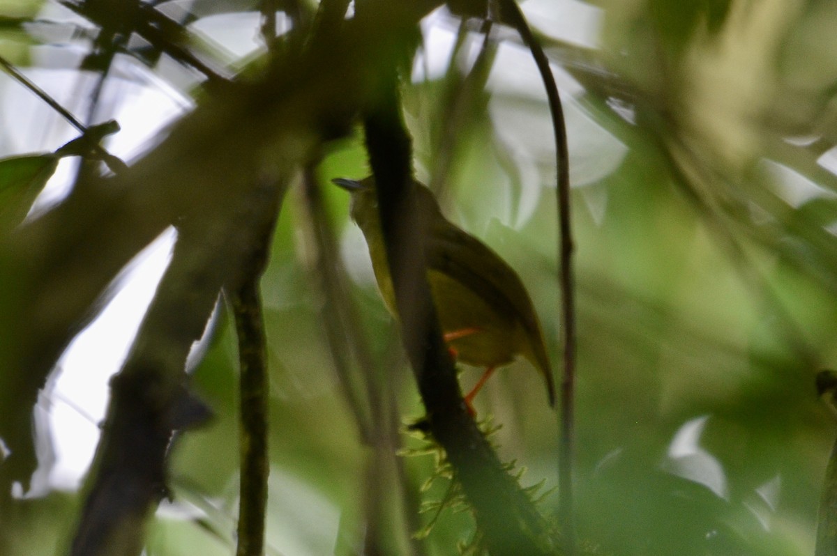 White-collared Manakin - ML637389131