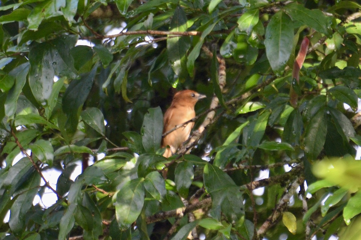 Cinnamon Becard - ML637389134