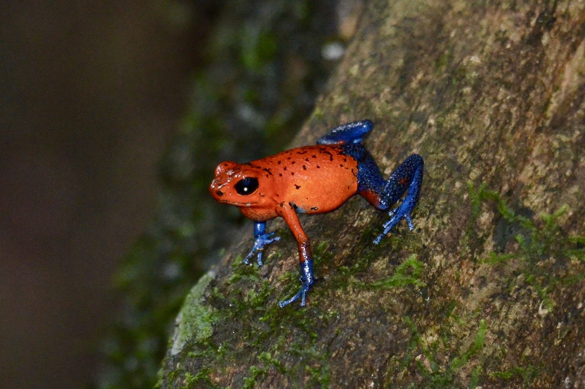 Strawberry Poison Dart Frog - ML637389142