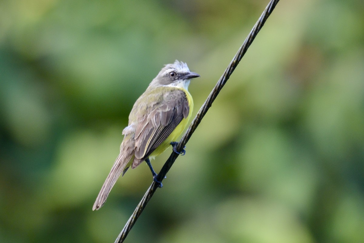 Gray-capped Flycatcher - ML637389160
