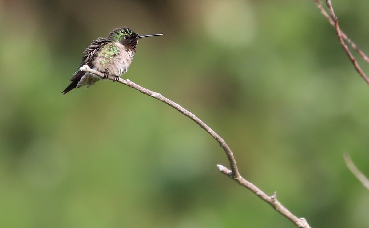 Ruby-throated Hummingbird - ML637389161
