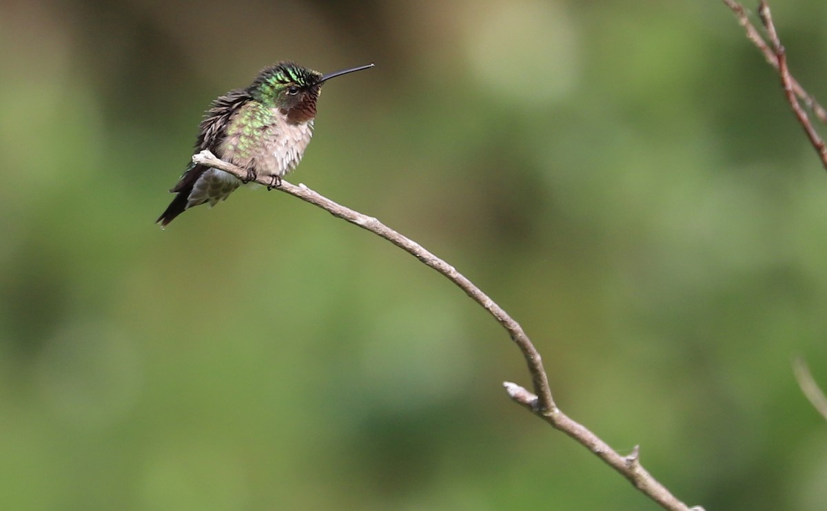 Ruby-throated Hummingbird - ML637389164