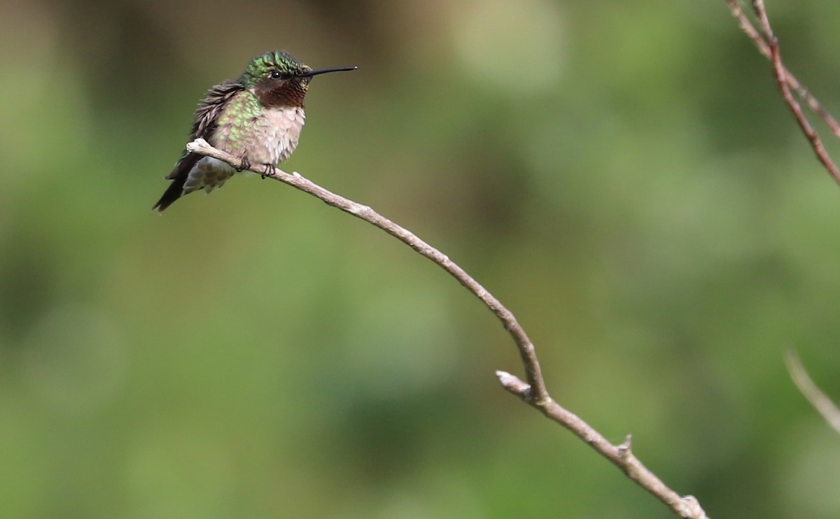 Ruby-throated Hummingbird - ML637389165