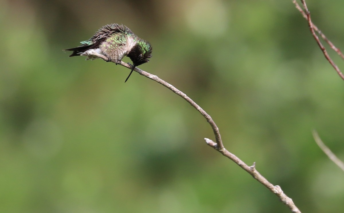 Ruby-throated Hummingbird - ML637389167
