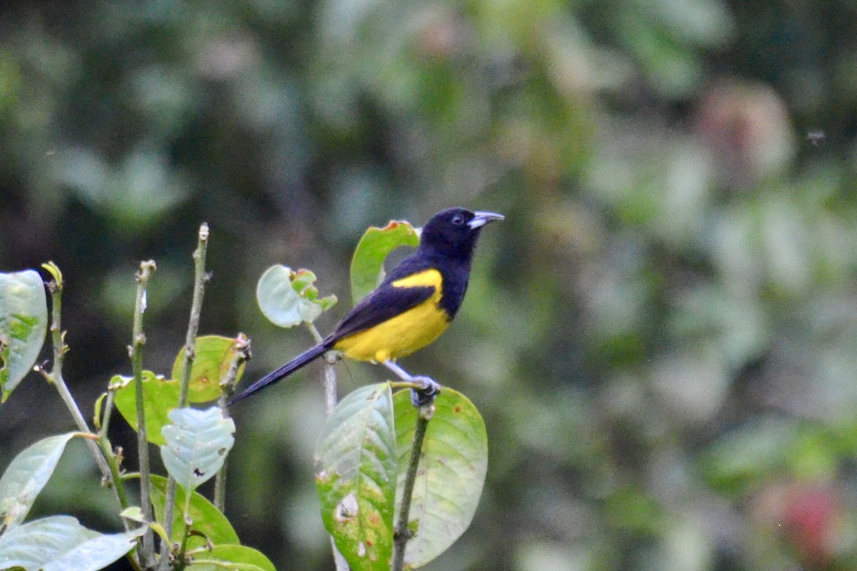 Black-cowled Oriole - ML637389172