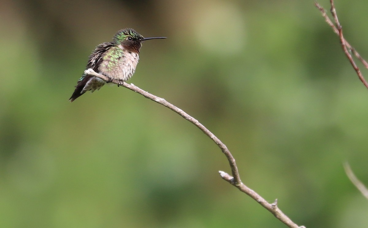 Ruby-throated Hummingbird - ML637389174