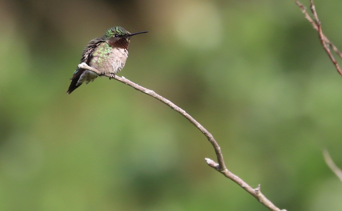 Ruby-throated Hummingbird - ML637389176