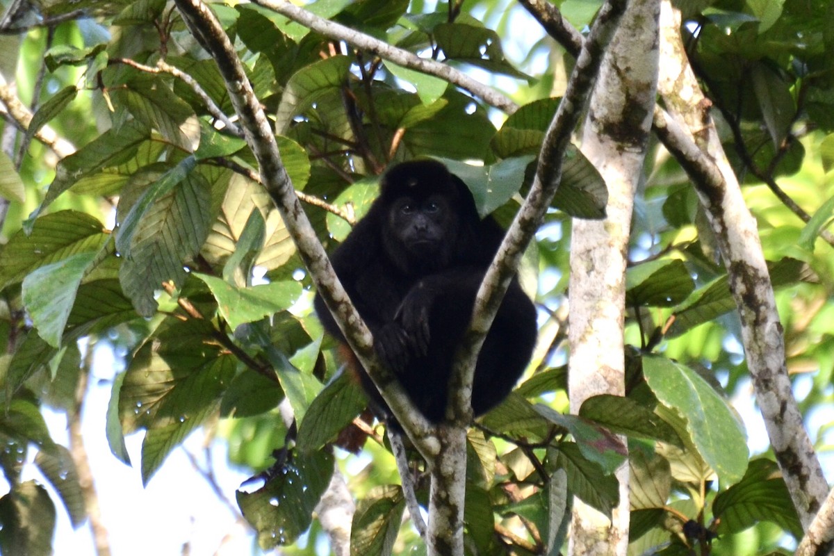 Mantled Howler Monkey - ML637389205