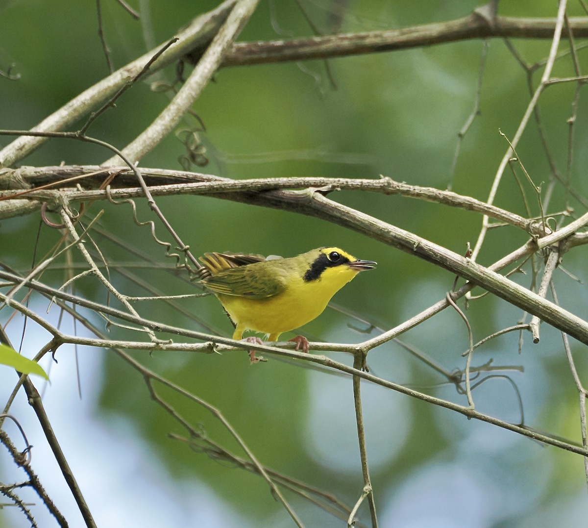Paruline du Kentucky - ML637389419