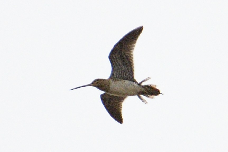 Common/Wilson's Snipe - ML637389480
