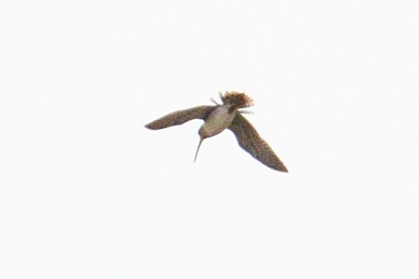 Common/Wilson's Snipe - ML637389481