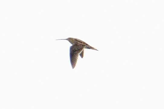 Common/Wilson's Snipe - ML637389482