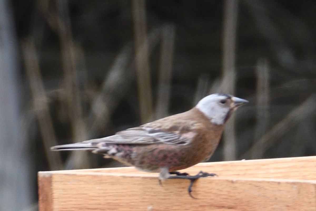 Gray-crowned Rosy-Finch (Aleutian and Kodiak Is.) - ML637389509