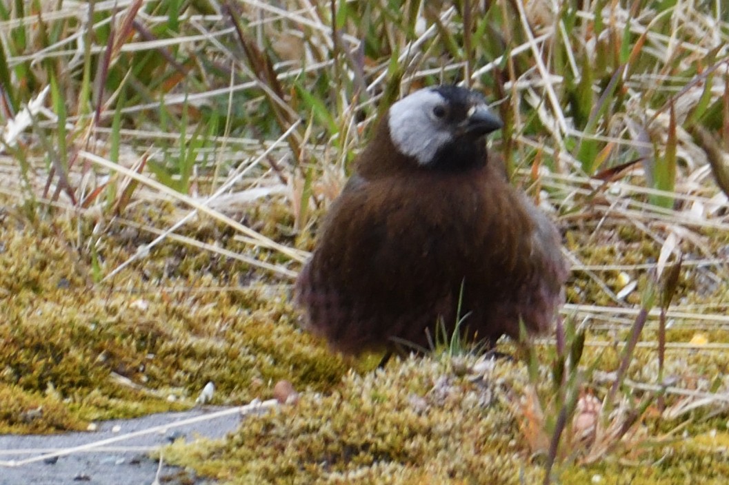 Gray-crowned Rosy-Finch (Aleutian and Kodiak Is.) - ML637389510