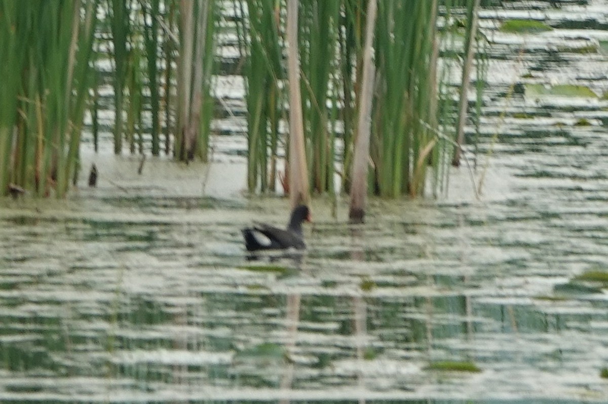 Common Gallinule - ML637389550