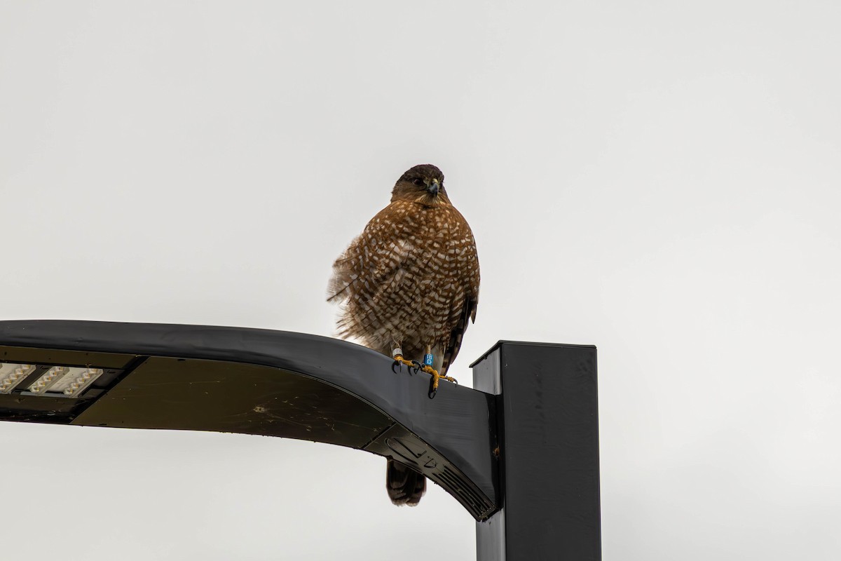 Cooper's Hawk - ML637389567