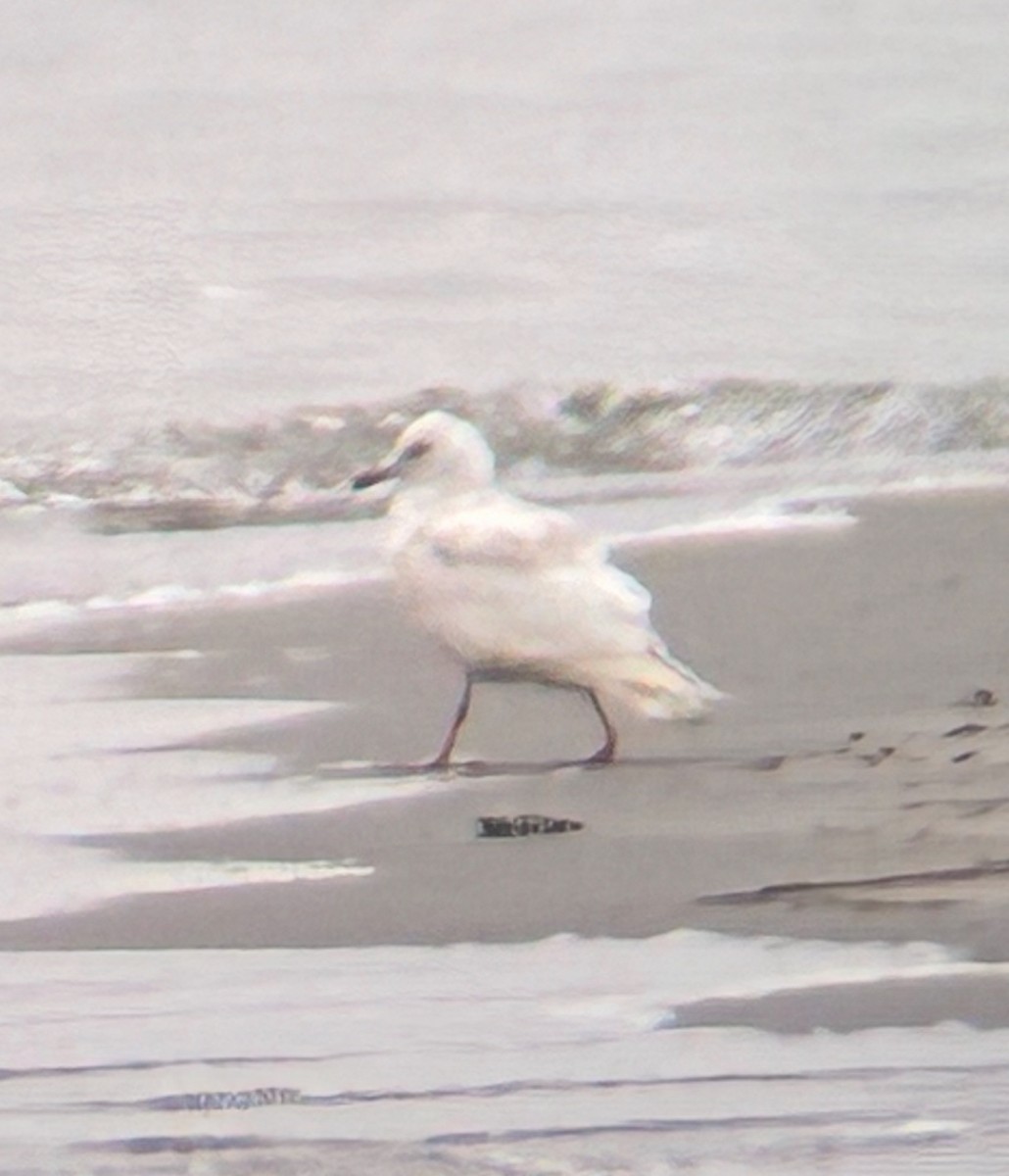 Iceland Gull - ML637389633