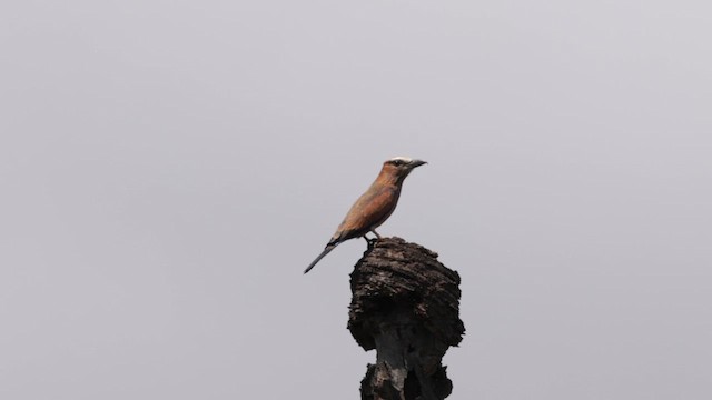 Purple Roller - ML637389768
