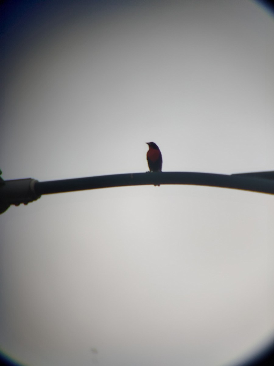 Peruvian Meadowlark - ML637389781