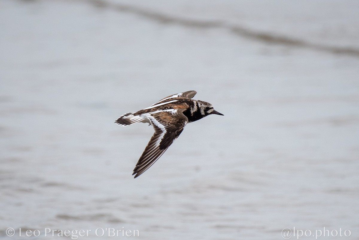 Ruddy Turnstone - ML637389795