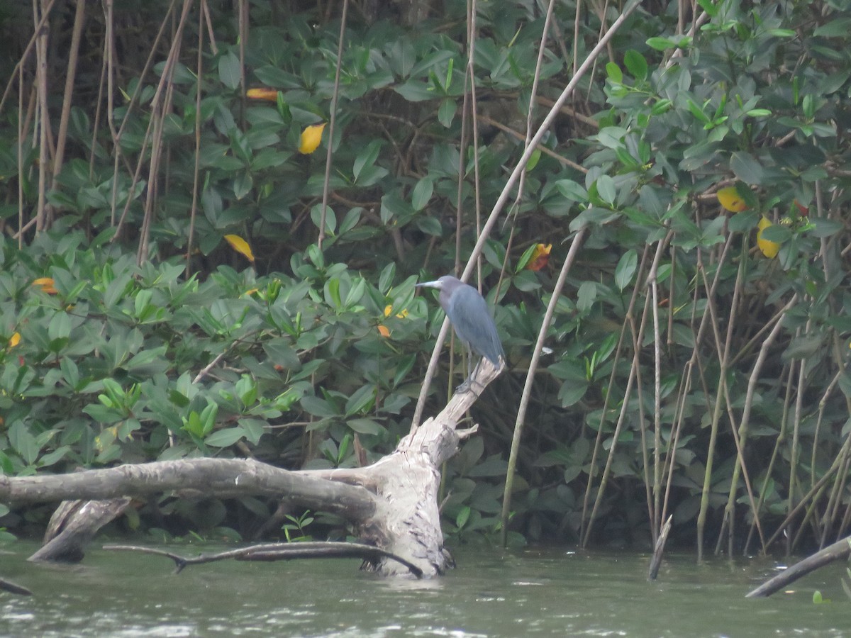 Little Blue Heron - ML637389886