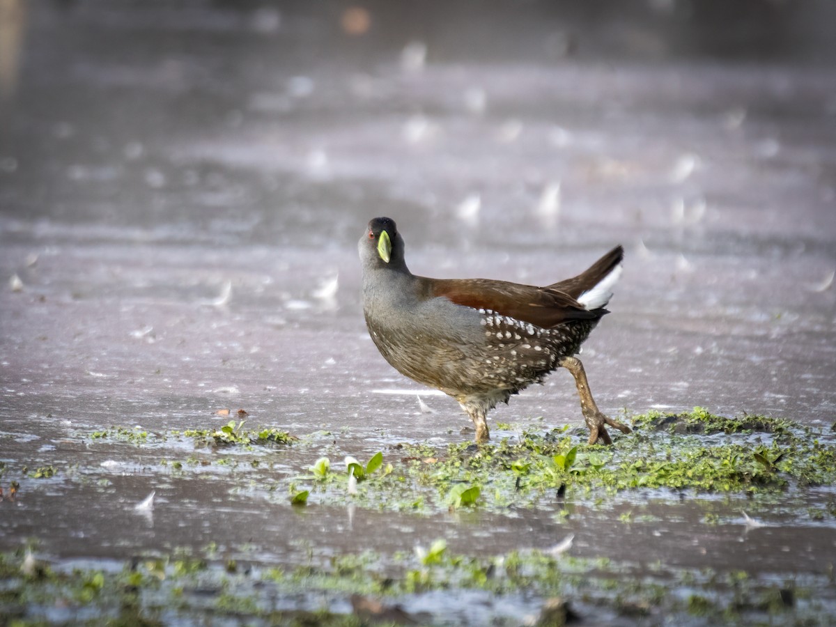 Spot-flanked Gallinule - ML637389922