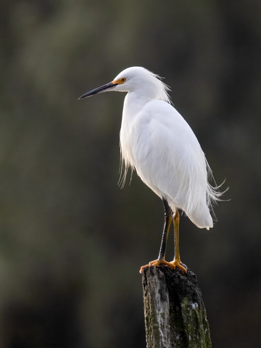 Snowy Egret - ML637389962