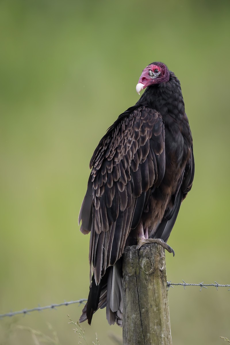 Turkey Vulture - ML637389967