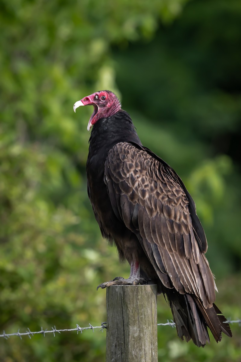 Turkey Vulture - ML637389968