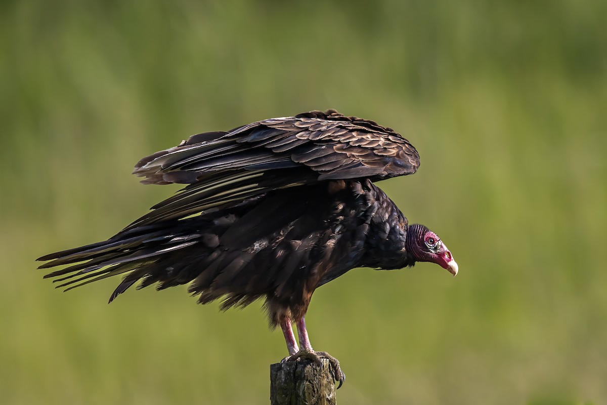Turkey Vulture - ML637389969