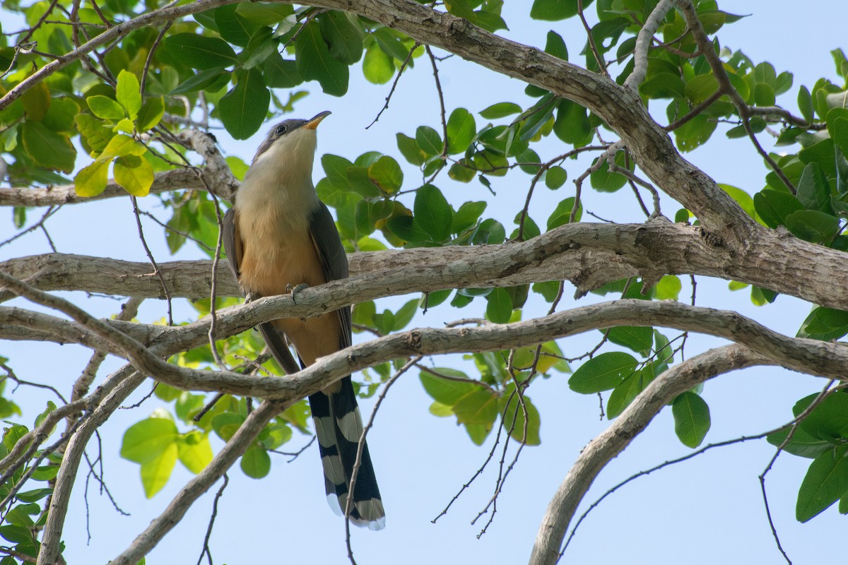 Mangrove Cuckoo - ML637389975