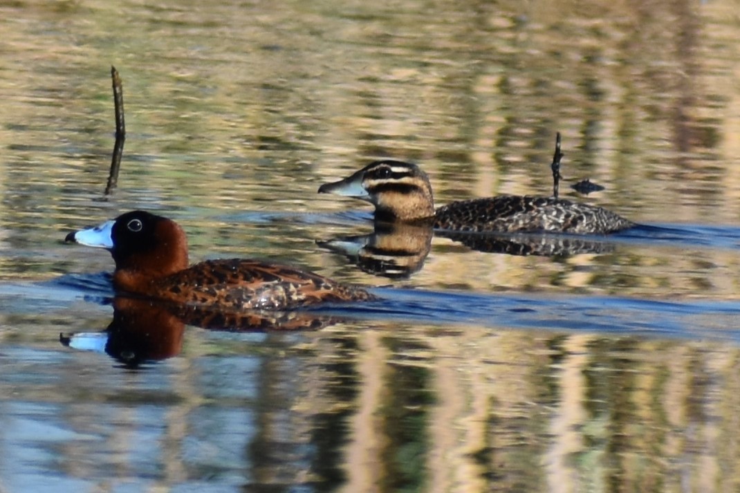 Masked Duck - ML637390007