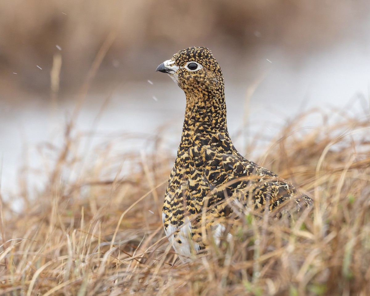 Willow Ptarmigan - ML637390154
