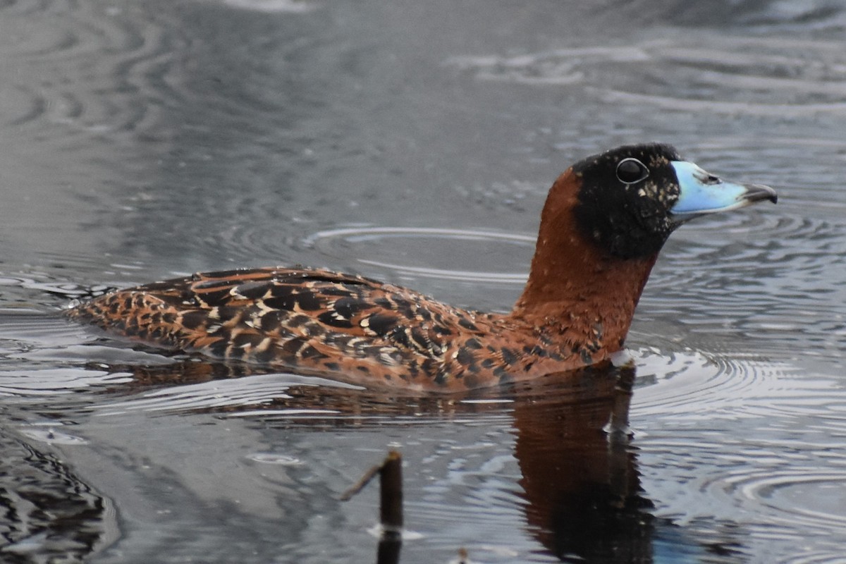 Masked Duck - ML637390176