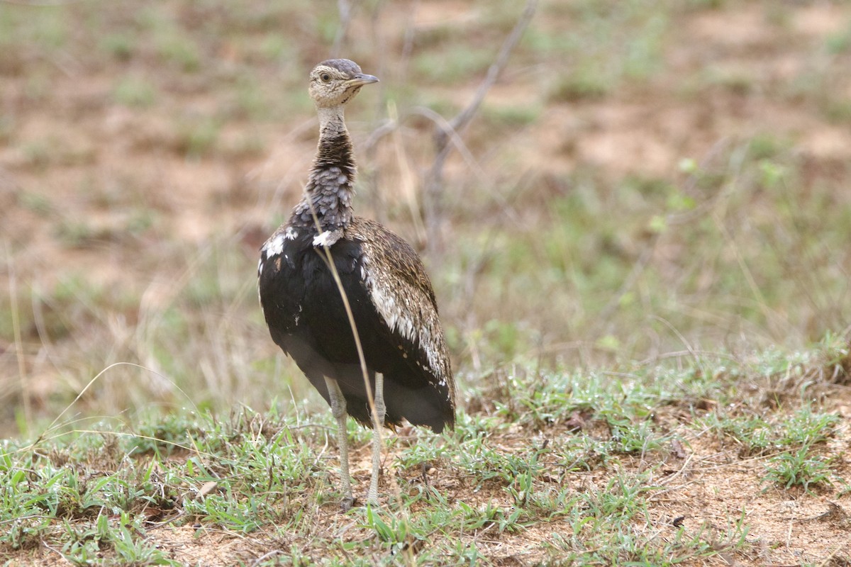 Red-crested Bustard - ML637390192