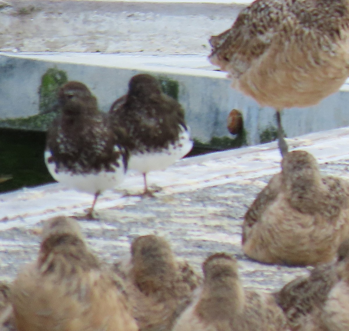 Black Turnstone - ML637390269