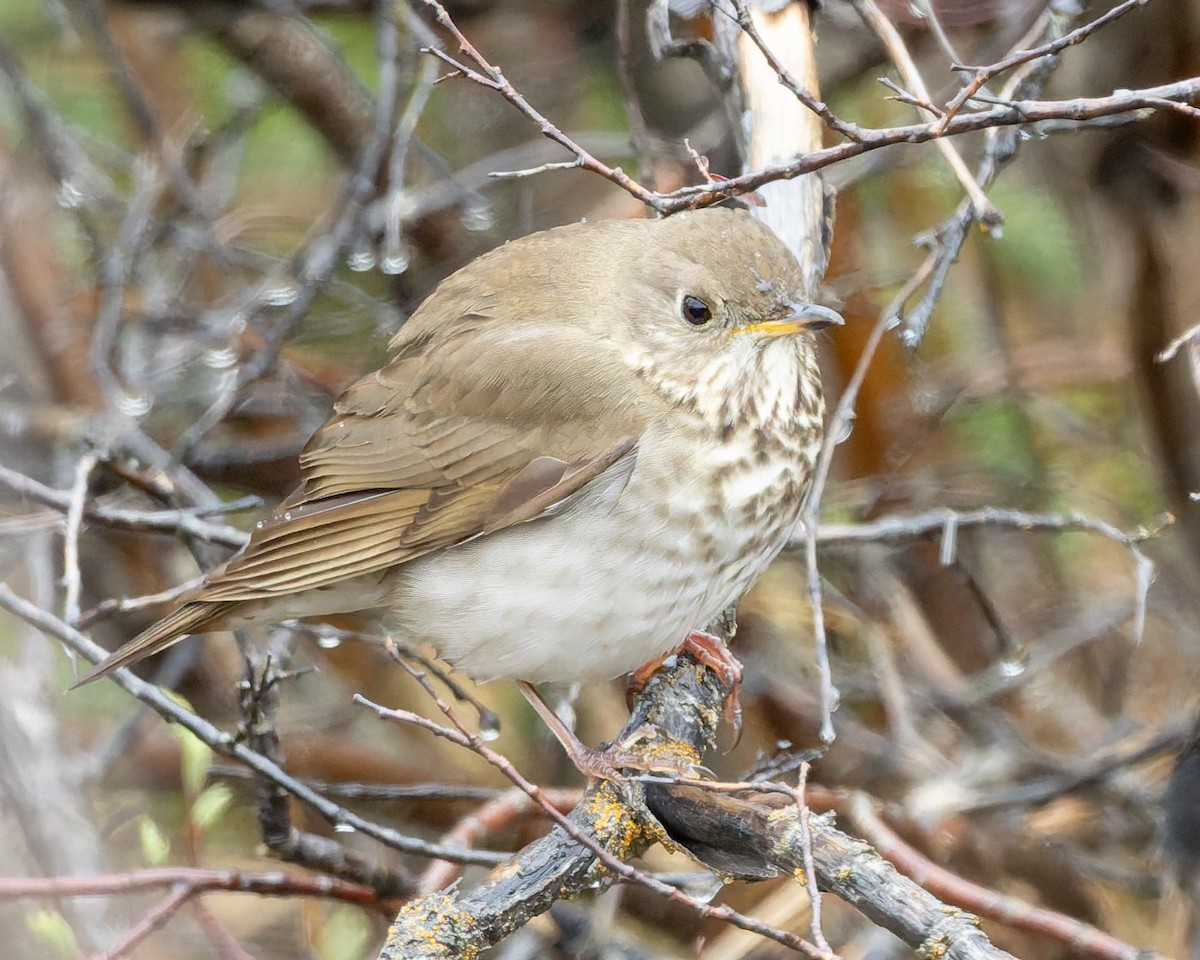 Gray-cheeked Thrush - ML637390331